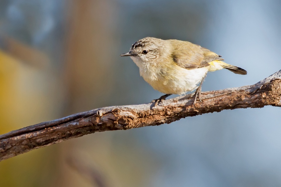 Yellow-rumped Thornbill (Acanthiza chrysorrhoa)